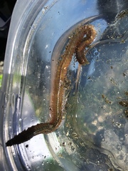 Phyllodocida