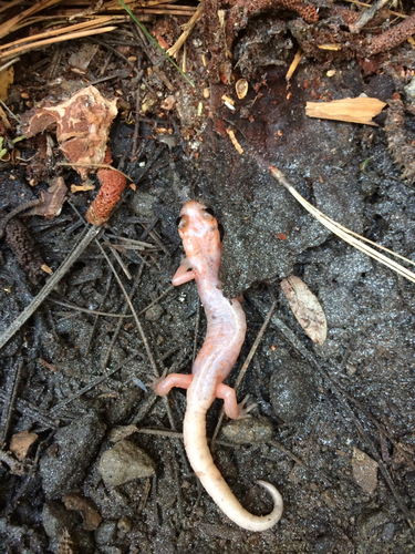 iNaturalist observation photo of Ensatina