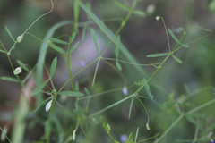 Vicia tetrasperma