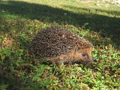 Erinaceus europaeus