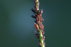 Uroleucon hypochoeridis