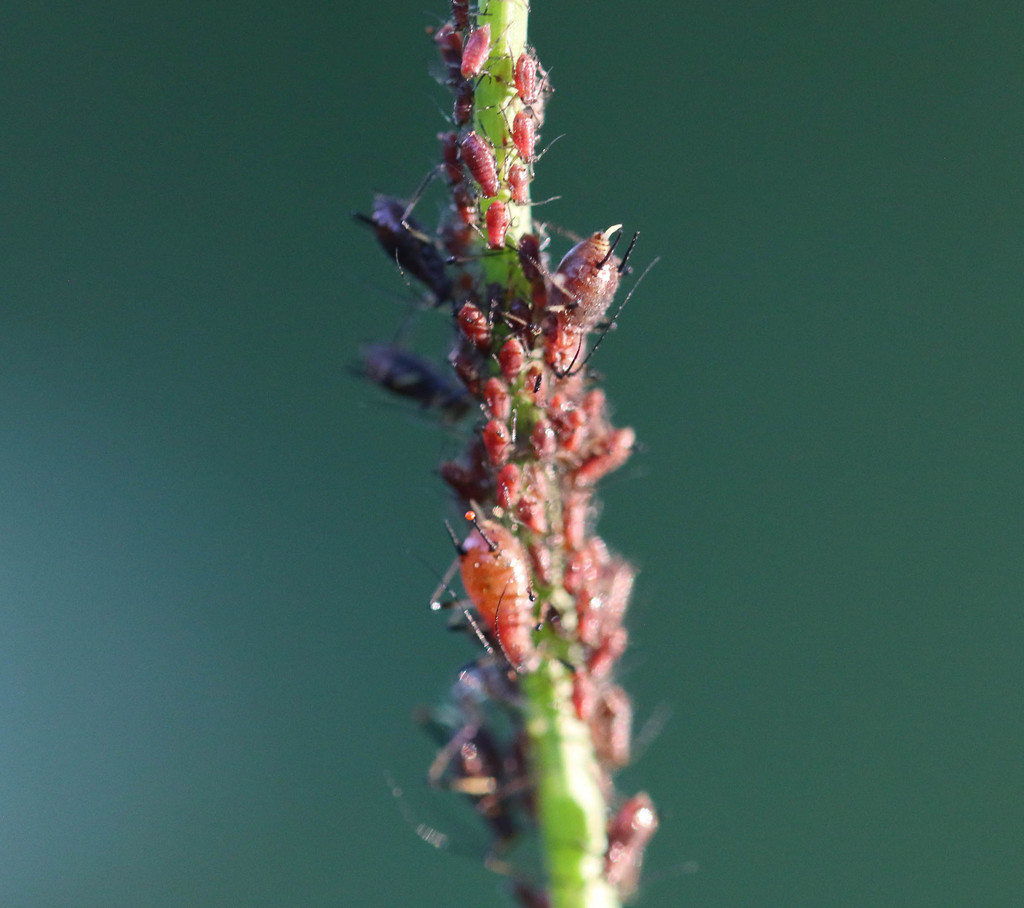 Large Cat's Ear Aphid