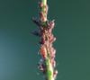 Large Cat's Ear Aphid - Photo (c) Valentin Hamon, some rights reserved (CC BY-NC), uploaded by Valentin Hamon