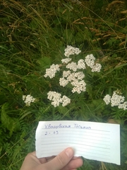 Achillea millefolium