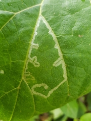 Phytomyza lappae