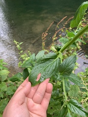 Scrophularia umbrosa