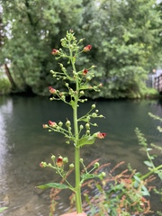 Scrophularia umbrosa