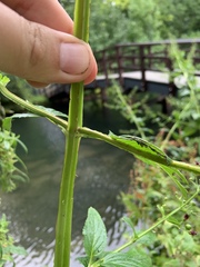 Scrophularia umbrosa