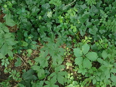 Sanicula canadensis canadensis