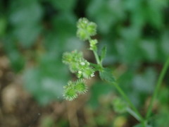 Sanicula canadensis canadensis