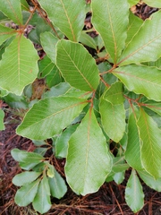 Quercus scytophylla