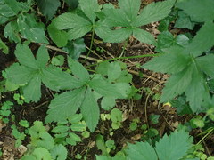 Sanicula canadensis canadensis