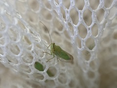 Platycorypha nigrivirga