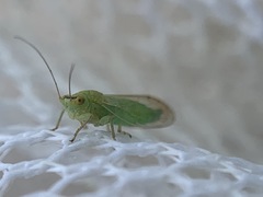 Platycorypha nigrivirga