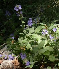 Campanula peregrina