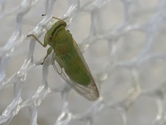 Platycorypha nigrivirga