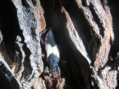 Microtomus luctuosus