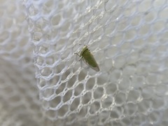 Platycorypha nigrivirga