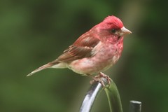 Haemorhous purpureus purpureus