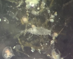 Tortanus discaudatus