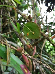 Lepanthes pecunialis