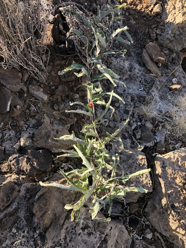 Adenia repanda
