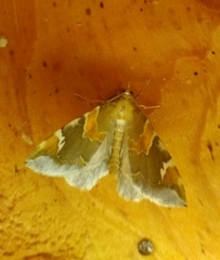 Eulithis pyropata