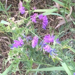 Vicia cracca cracca