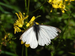 Pieris napi