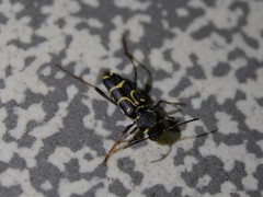 Xylotrechus antilope