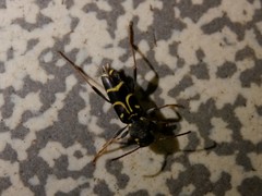 Xylotrechus antilope