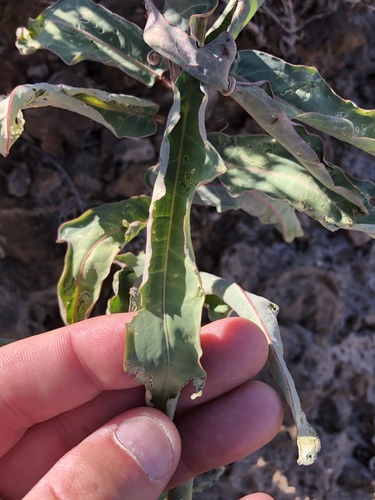 Adenia repanda