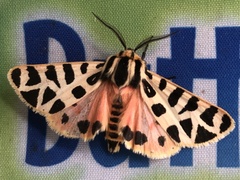 Apantesis incorrupta