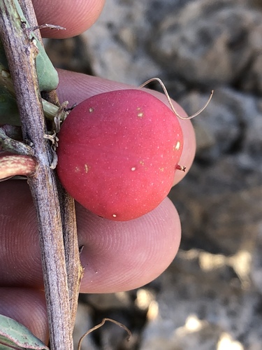 Adenia repanda