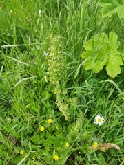 Rumex confertus