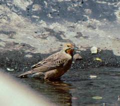 Macronyx capensis capensis