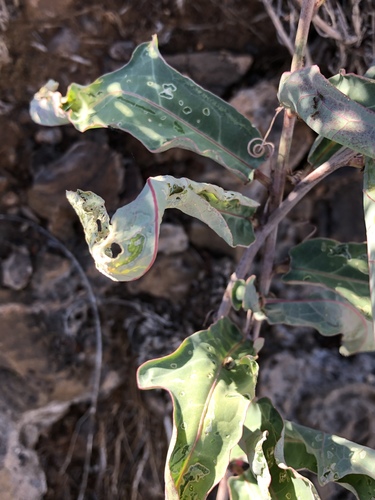 Adenia repanda