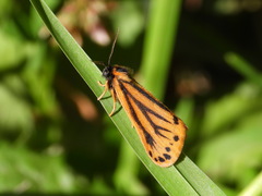 Setina aurita
