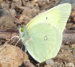 Colias alexandra alexandra