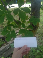 Aesculus hippocastanum