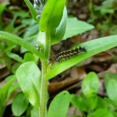 Gnophaela latipennis