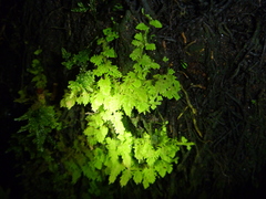 Trichocolea hatcheri