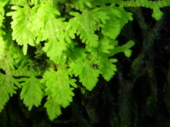 Trichocolea hatcheri