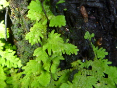 Trichocolea hatcheri