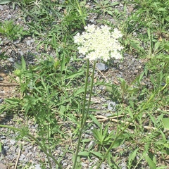 Daucus carota