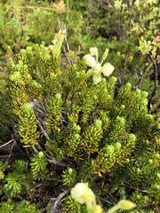 Phyllodoce glanduliflora