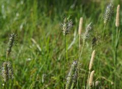 Phleum pratense nodosum