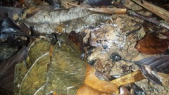 Craugastor megacephalus