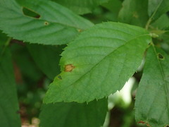 Asteromella clethrae