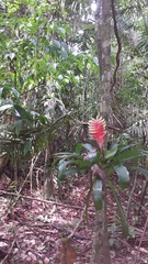 Tillandsia heliconioides